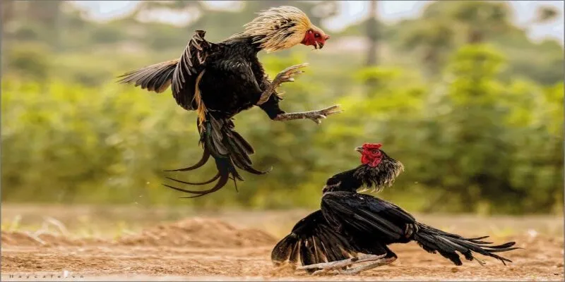 Tổng quan điểm hấp dẫn về đá gà Sin88